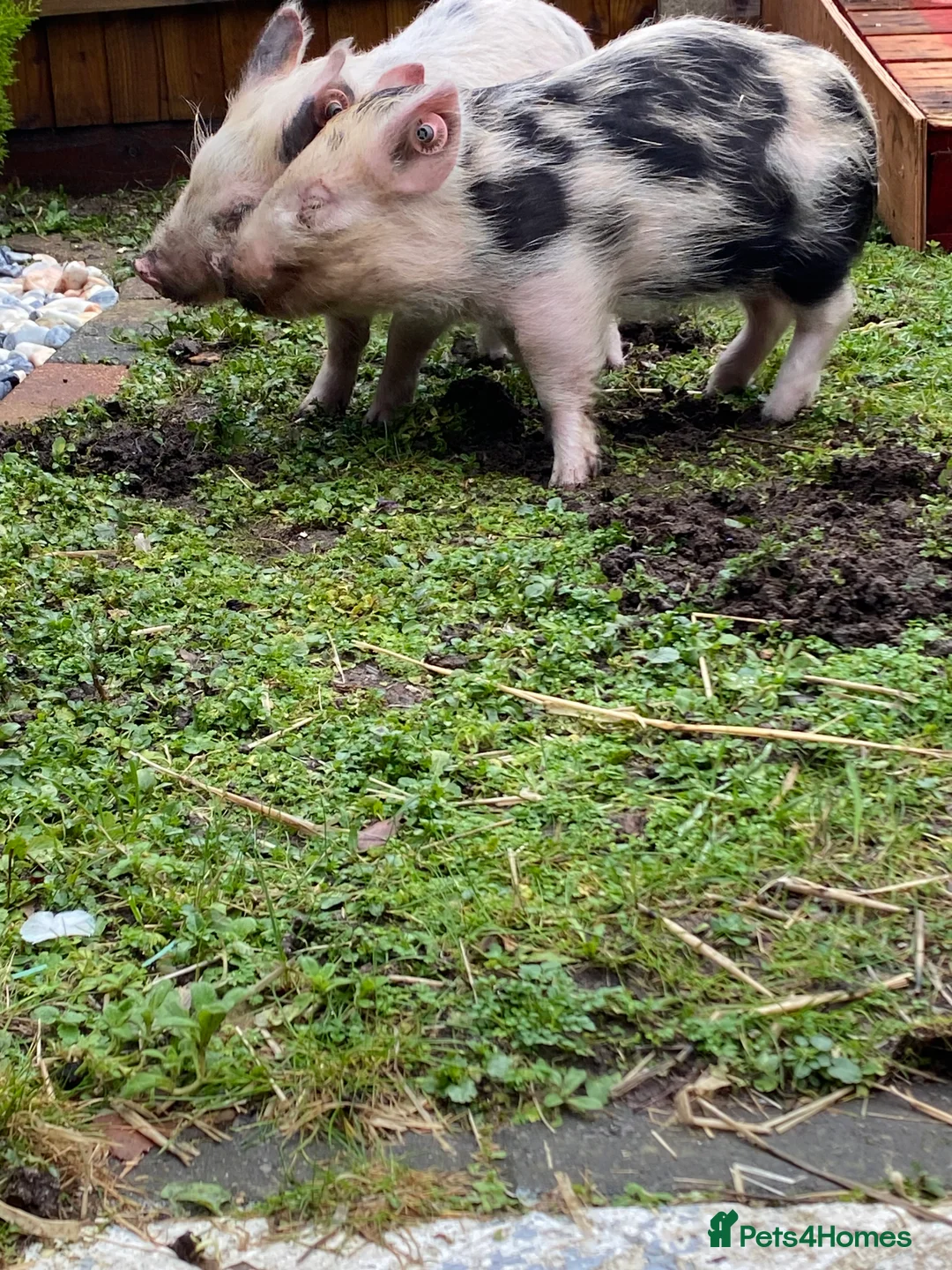 Pig livestock for sale: 2 micro piglets - Advert 4