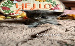 Maine Coon cats for sale: Stunning Xl Mainecoon Kittens  - Image 13