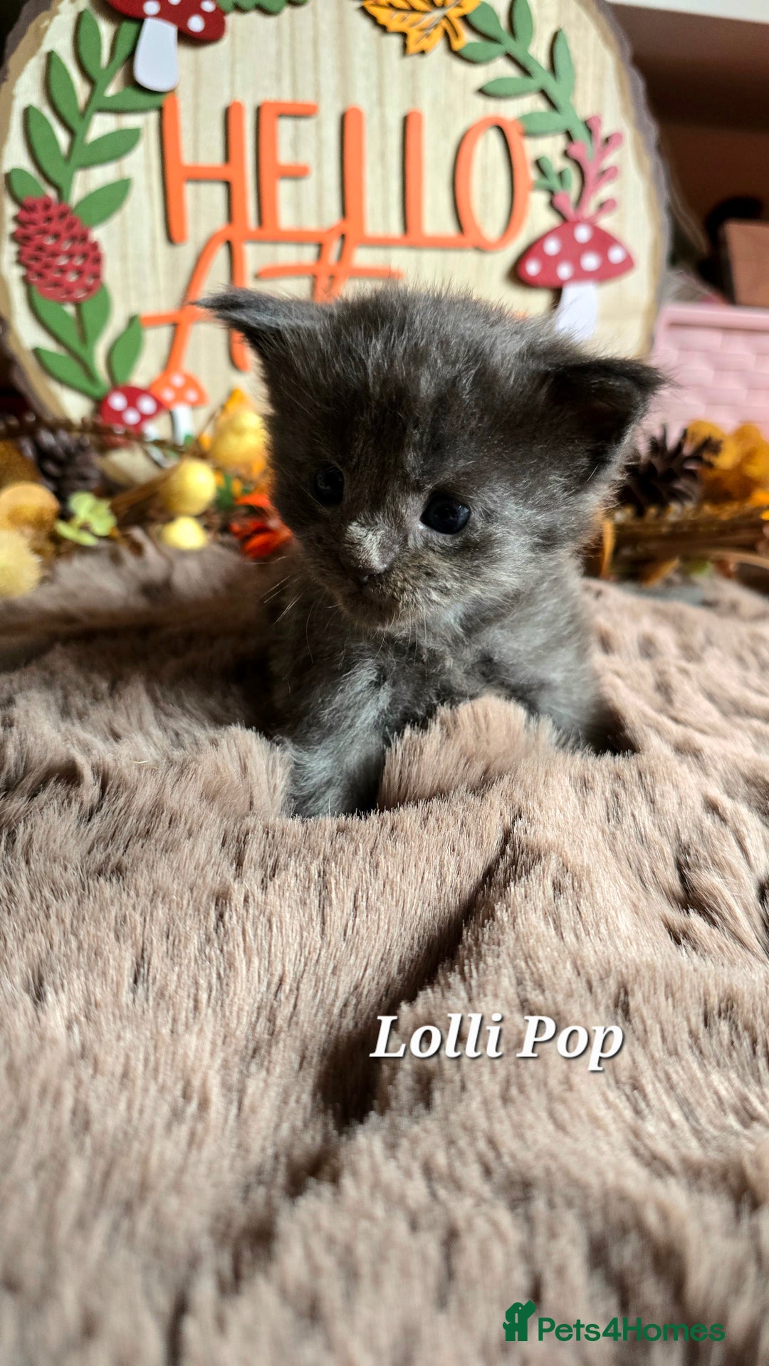 Maine Coon cats for sale: Stunning Xl Mainecoon Kittens  - Image 13