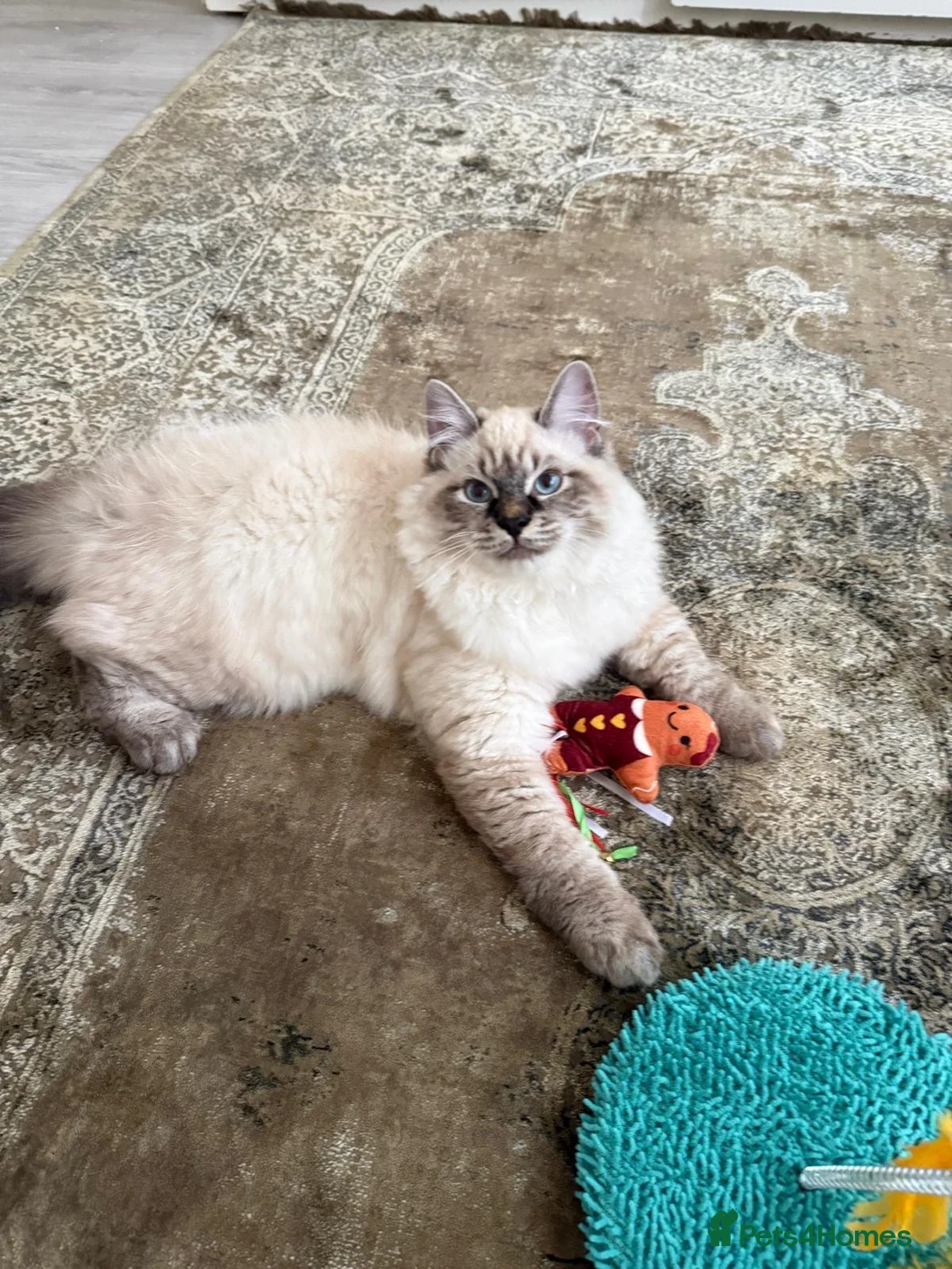 Siberian cats for sale: Beautiful Siberian Kitten in London - Advert 1