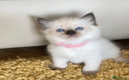 Ragdoll cats for sale: GCCF Ragdoll Kittens - Image 15
