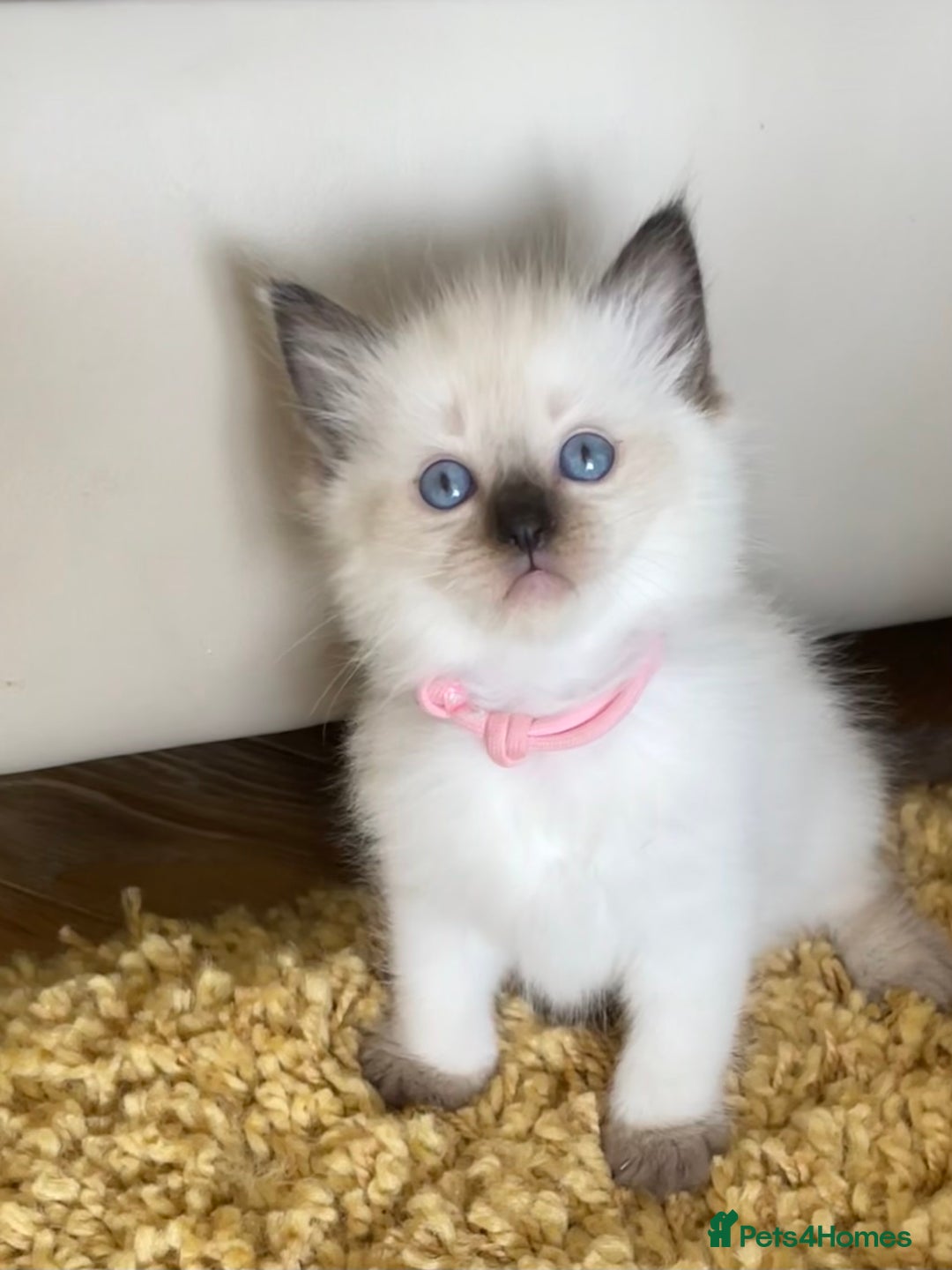 Ragdoll cats for sale: GCCF Ragdoll Kittens - Image 15
