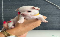 Chihuahua dogs for sale: 🐶 tiny chihuahua pups - Image 3