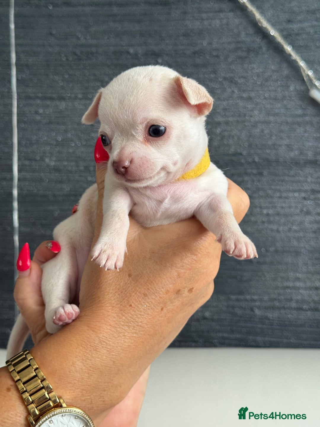 Chihuahua dogs for sale: 🐶 tiny chihuahua pups - Image 3