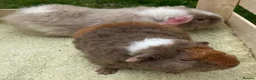 Guinea Pig rodents for sale: Stunning red eyed pure bred Teddy boys/boars - Advert 22