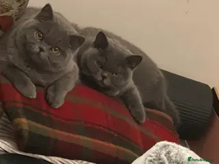 British Shorthair cats Stunning British Shorthair Pedigree Kitten - Advert 15