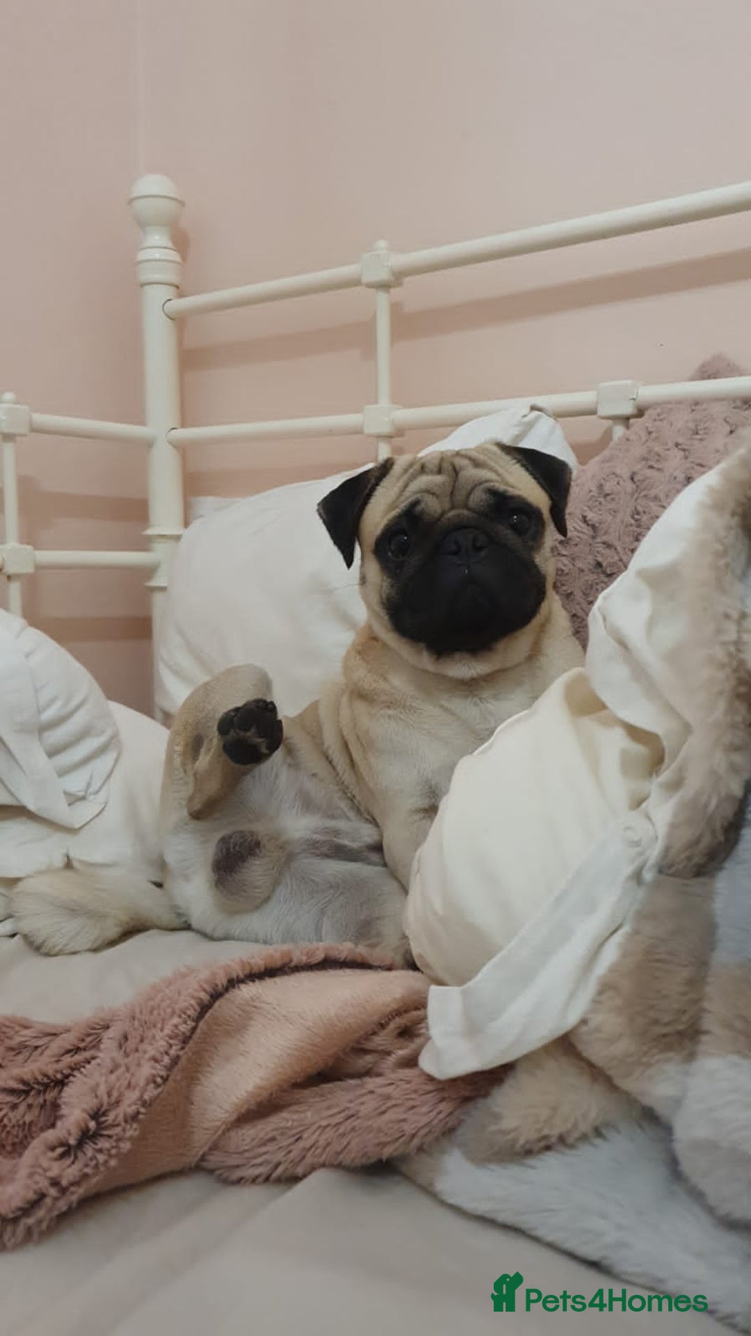 Pug dogs for stud: Pug / 5 generation pedigree male for stud - Advert 2