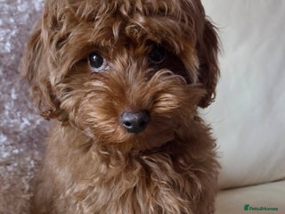 Maltipoo dogs red toy maltipoos, only 1 little boys left. - Advert 12