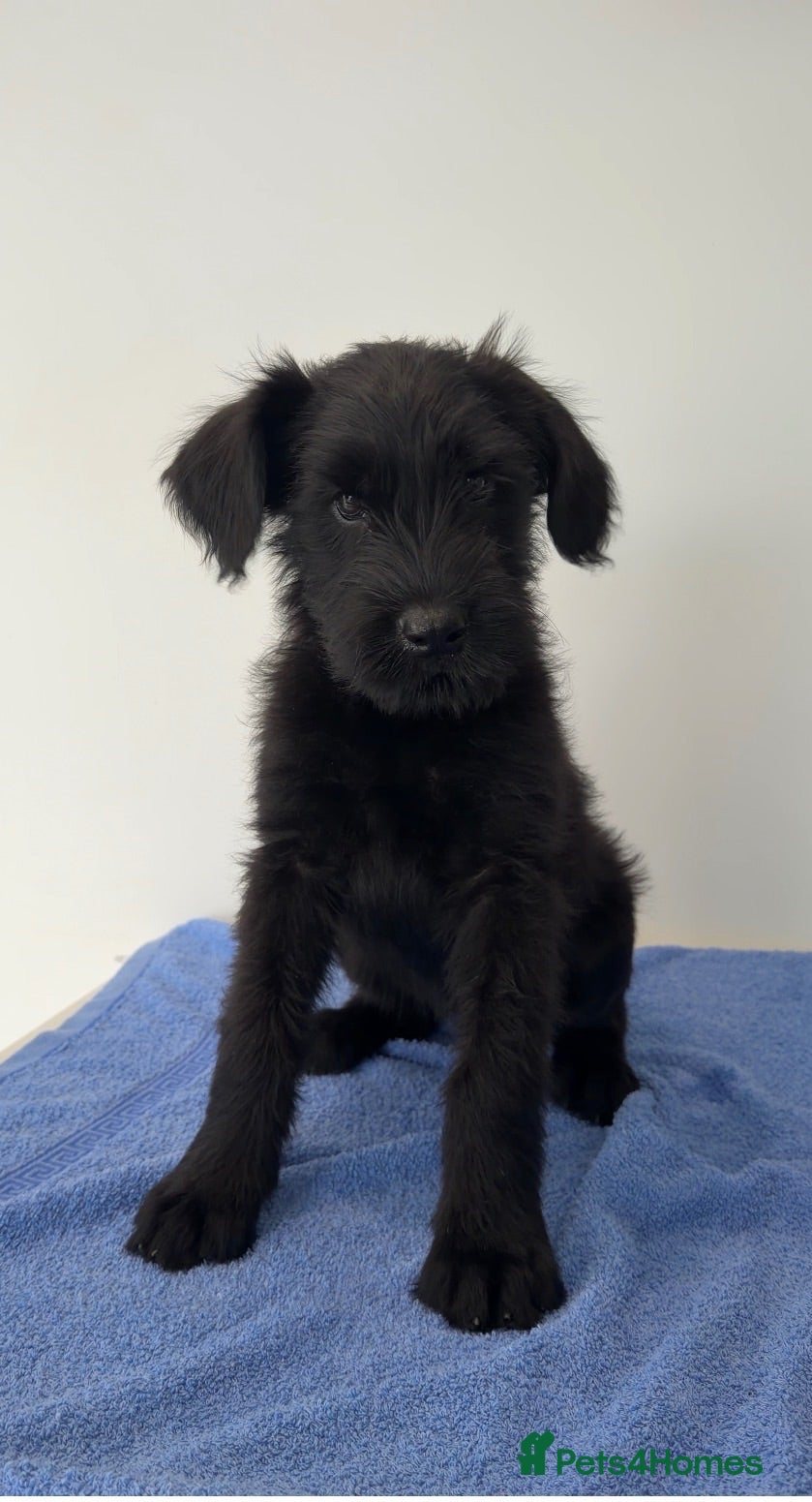 Giant Schnauzer dogs !!REDUCED!! Very well bred Giant schnauzer puppies - Advert 1