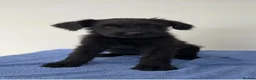 Giant Schnauzer dogs for sale: !!REDUCED!! Very well bred Giant schnauzer puppies - Advert 1