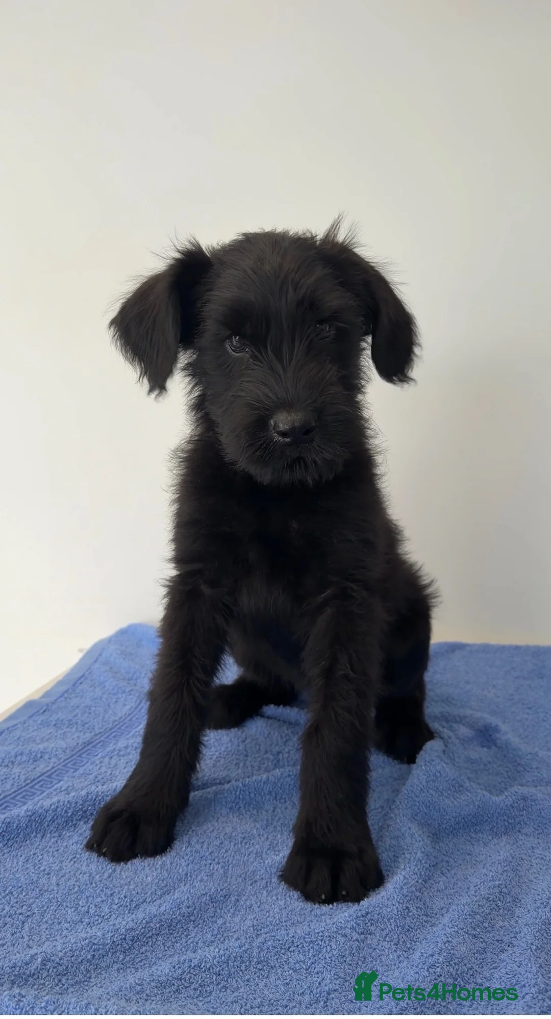 Giant Schnauzer dogs for sale: !!REDUCED!! Very well bred Giant schnauzer puppies - Advert 1