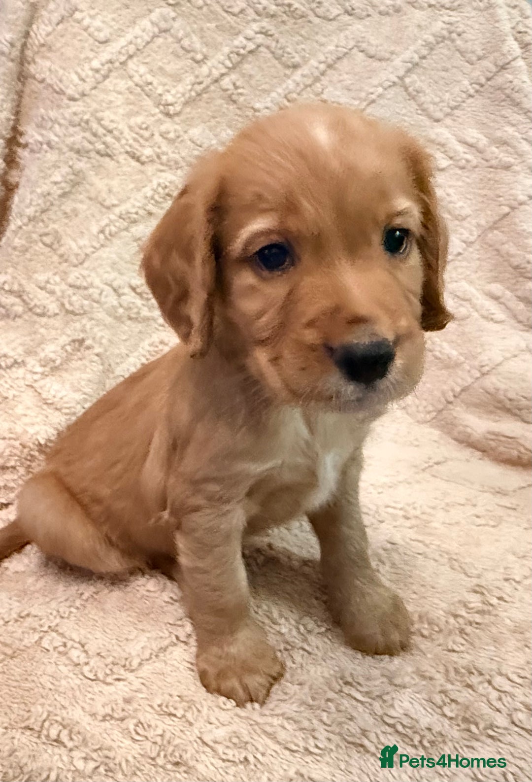 Cocker Spaniel dogs for sale: Cocker spaniel  - Advert 4