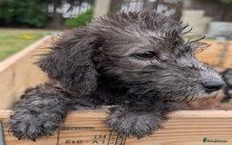 Bedlington Terrier dogs for sale: Bedlington terriers - working stock - Image 7