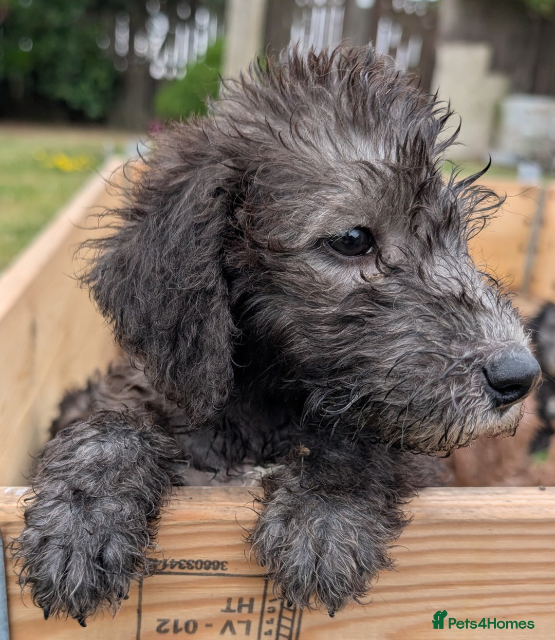 Bedlington Terrier dogs for sale: Bedlington terriers - working stock - Image 7