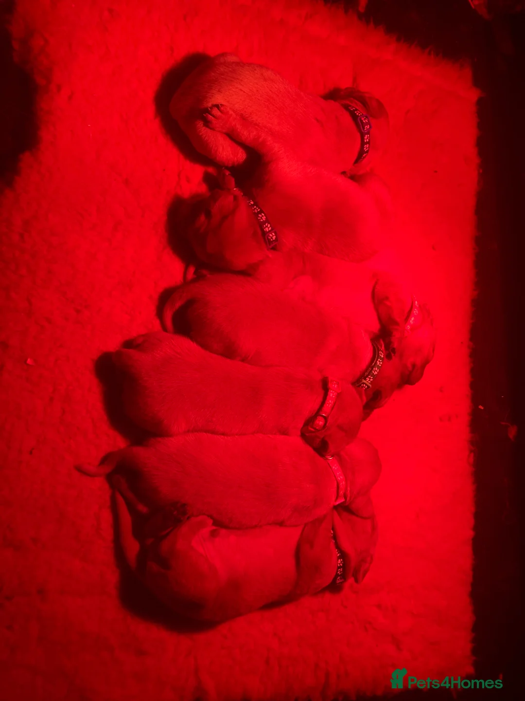 Labrador Retriever dogs for sale: KC reg working Fox Red Labradors puppies in Alnwick - Advert 8