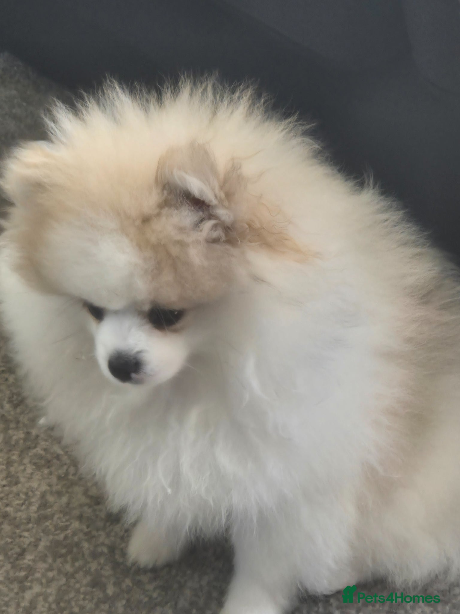 Pomeranian dogs Pomeranian  kc registered  - Advert 6