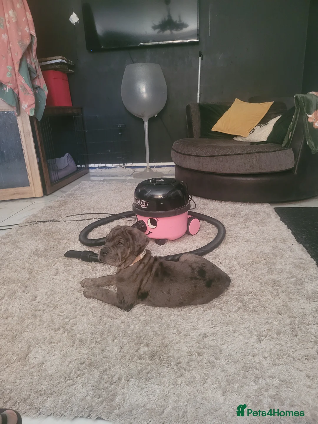 Mixed Breed dogs for sale: Stunning mearle mastiff mix puppy  - Advert 2