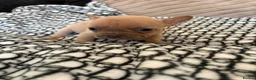 Mixed Breed dogs for sale: Frenchies x Pomeranian puppies - Advert 14