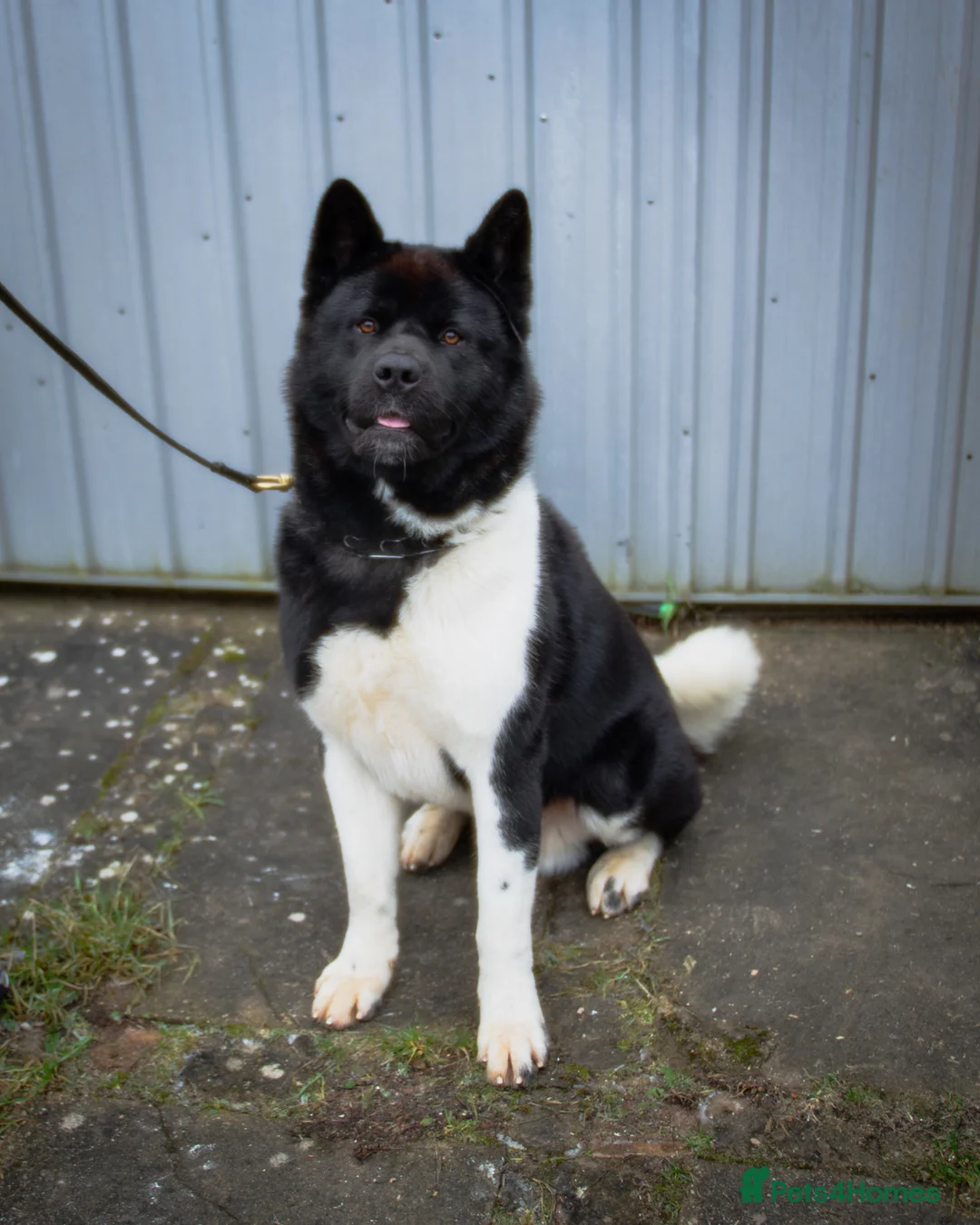 Akita dogs for stud: Champion Bloodline American Akita for Stud  in Coventry - Advert 1