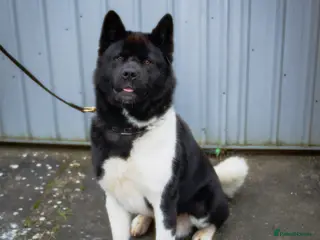 Akita dogs Champion Bloodline American Akita for Stud - Advert 2