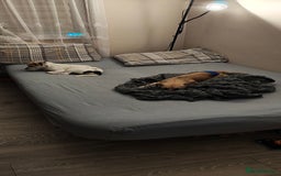Mixed Breed dogs for sale: Gorgeous chorkie/jackchi girl - Image 4