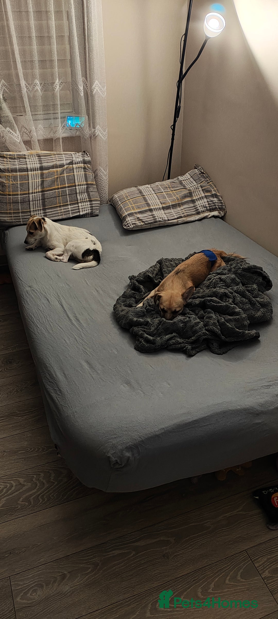 Mixed Breed dogs for sale: Gorgeous chorkie/jackchi girl - Image 4