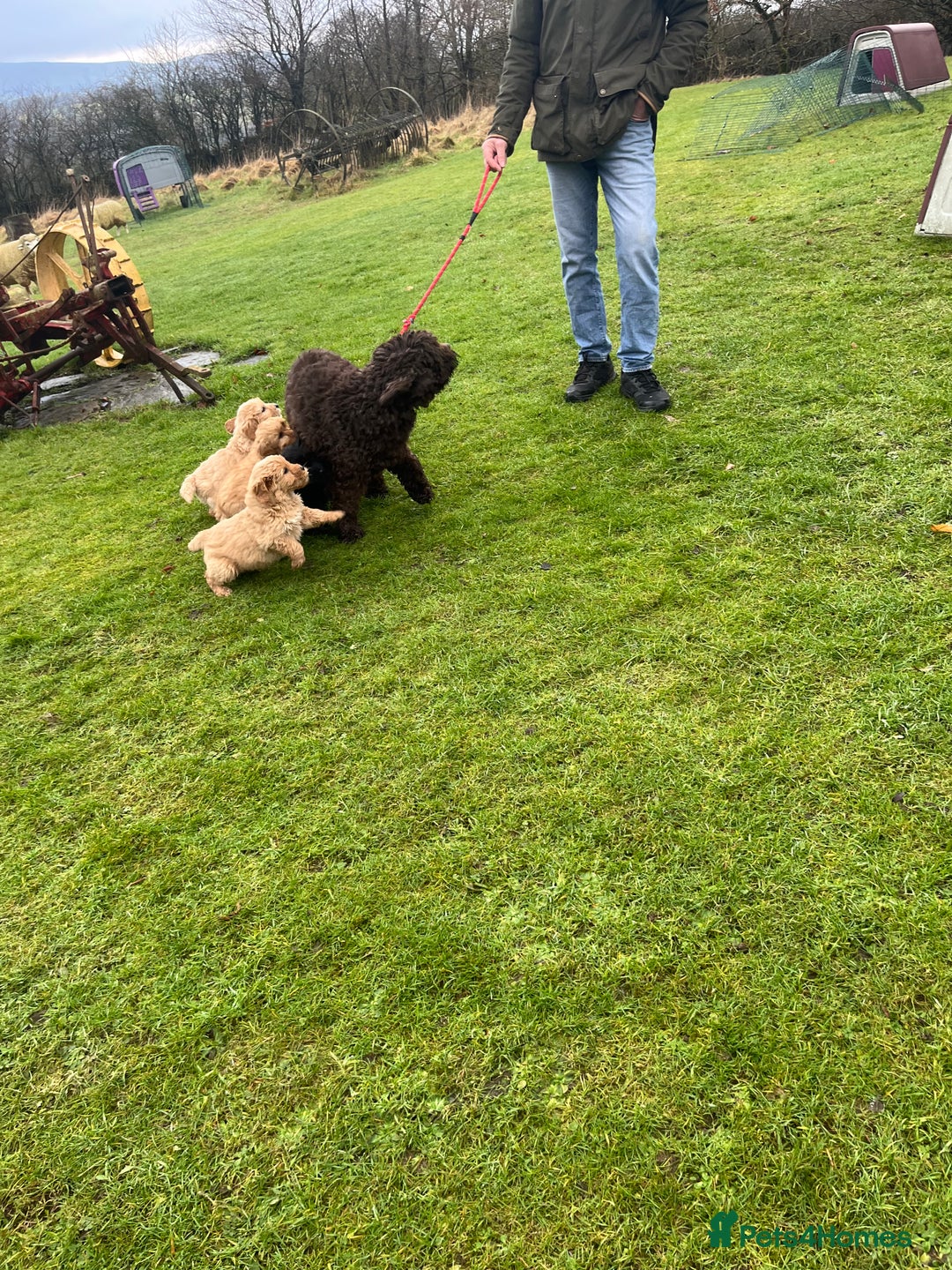 Labradoodle dogs for sale: Beautiful healthy Labradoodle Puppied - Advert 6