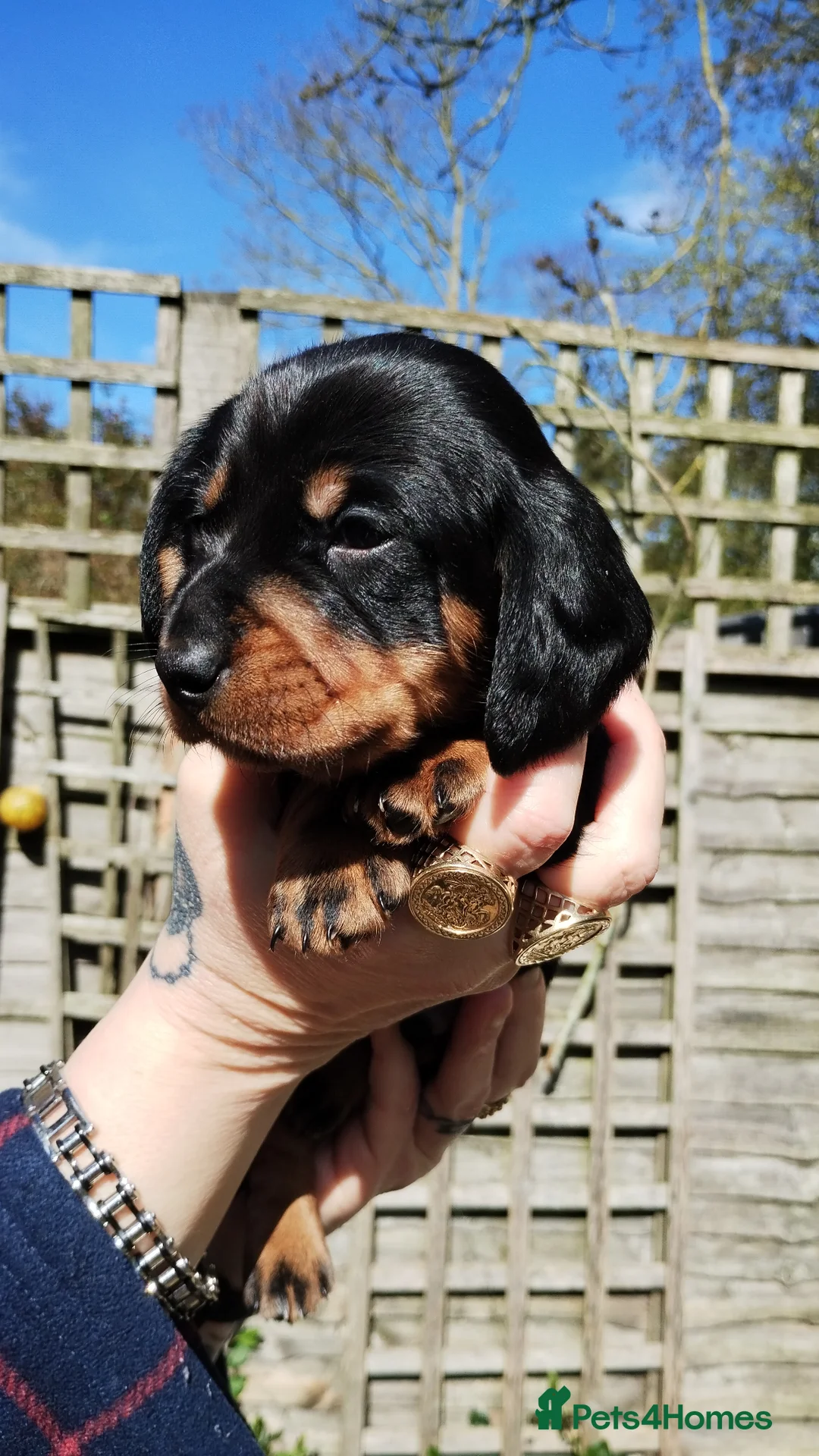 Dachshund dogs for sale: Adorable puppies4sale♥️💙 - Advert 2
