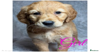 Golden Retriever dogs Beautiful chunkygolden’s READY TO LEAVE NEXT WEEK  - Advert 10