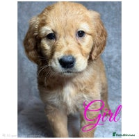 Golden Retriever dogs Beautiful chunkygolden’s READY TO LEAVE NEXT WEEK - Advert 10