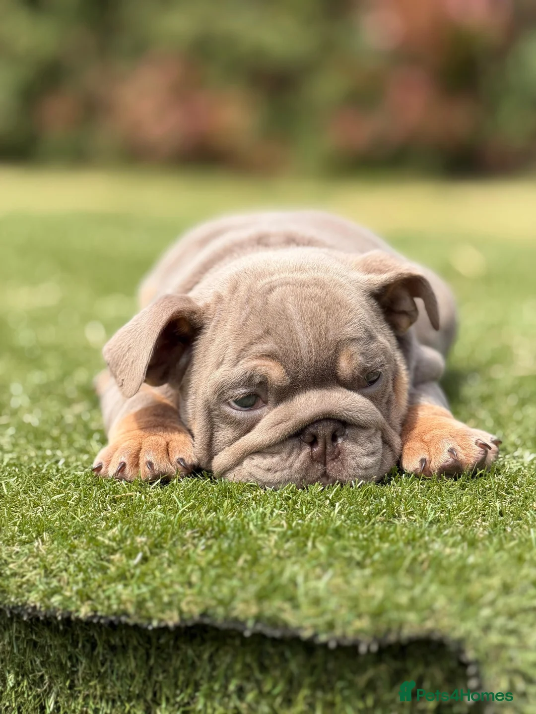 English Bulldog dogs for sale: English bulldog puppies  - Advert 2