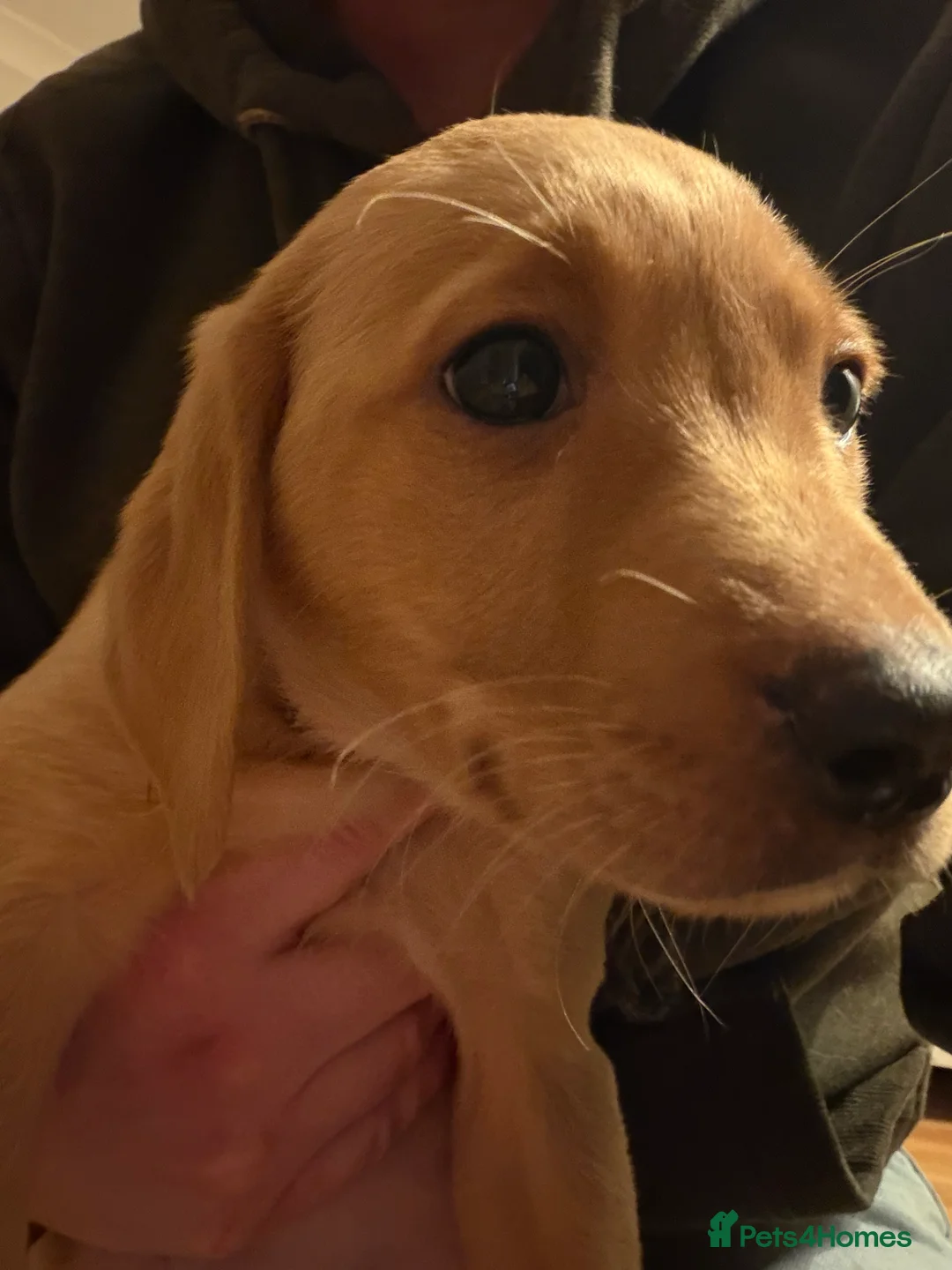 Labrador Retriever dogs for sale: KC Reg Labrador Puppies (mix of Red/blonde) - Advert 38