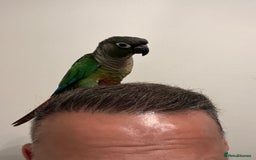Conures birds for sale: Handreared green cheek Conures 16 weeks old - Image 4