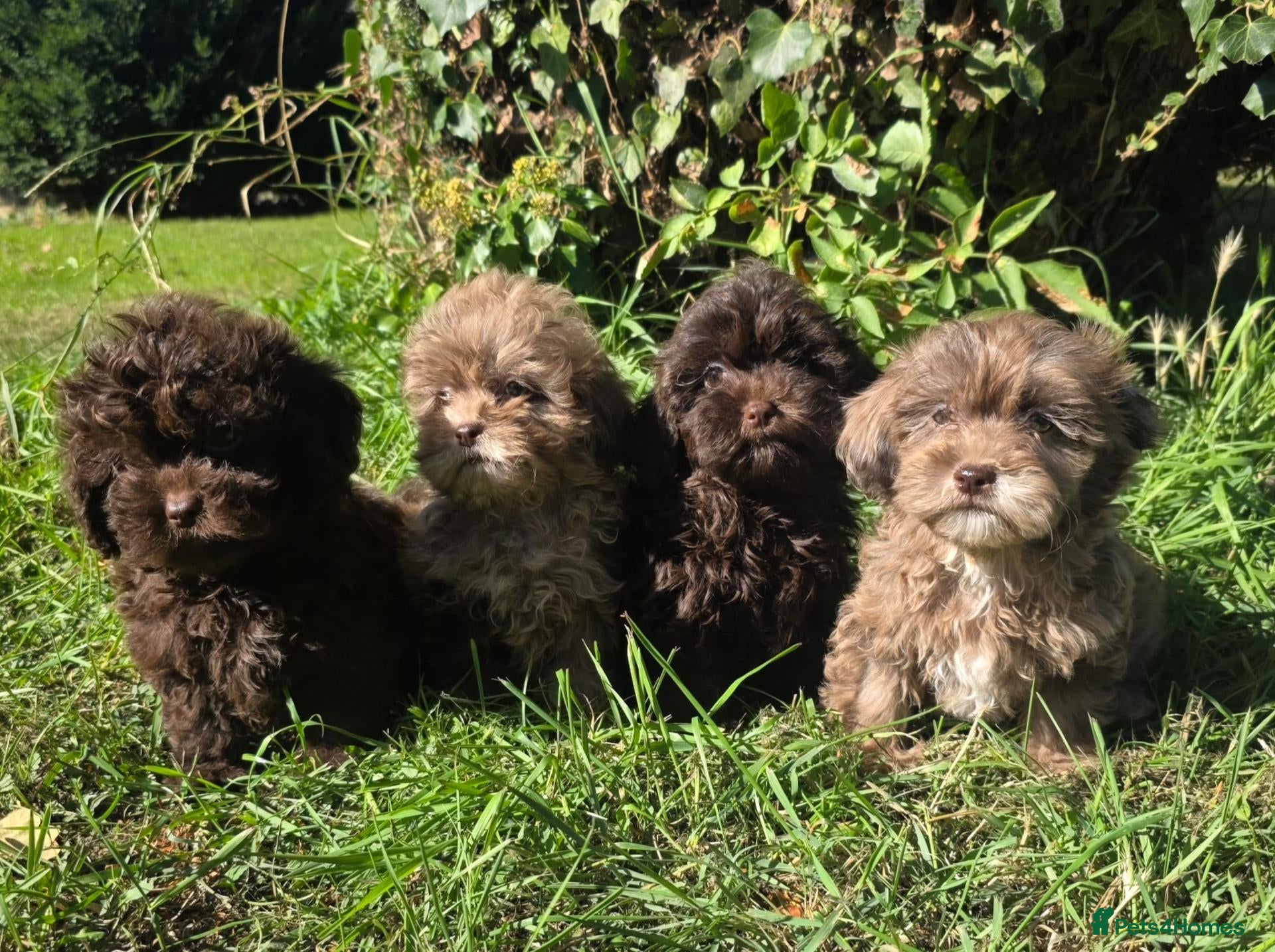Shihpoo dogs Ready now toy shihpoos vaccinated. - Advert 1