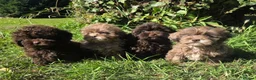 Shihpoo dogs for sale: Ready now toy shihpoos vaccinated. - Advert 1