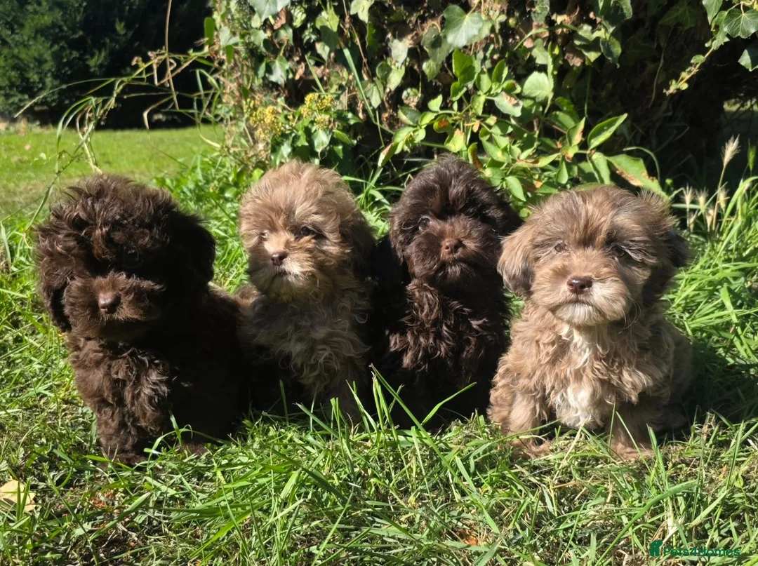 Shihpoo dogs for sale: Ready now toy shihpoos vaccinated. - Advert 1