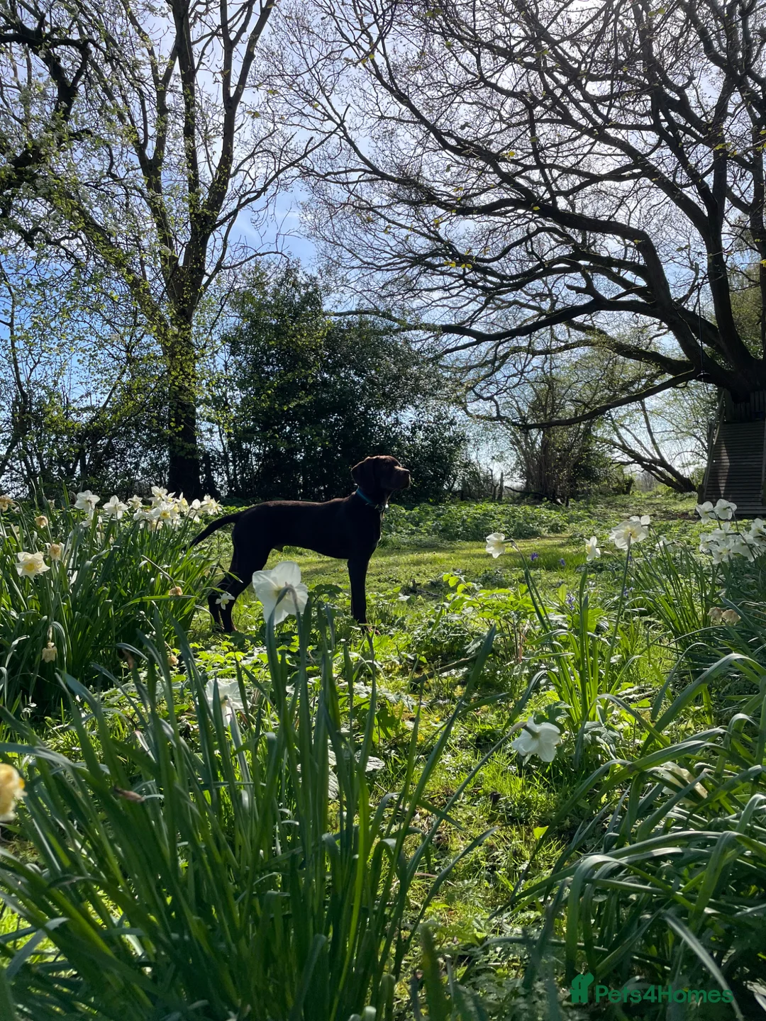 Mixed Breed dogs for sale: Lovable 6month old vizsla cross pointer pup  - Advert 4