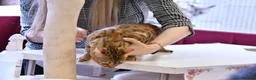 Bengal cats for sale: Stunning Retired Bengal Cats Looking for homes - Advert 11