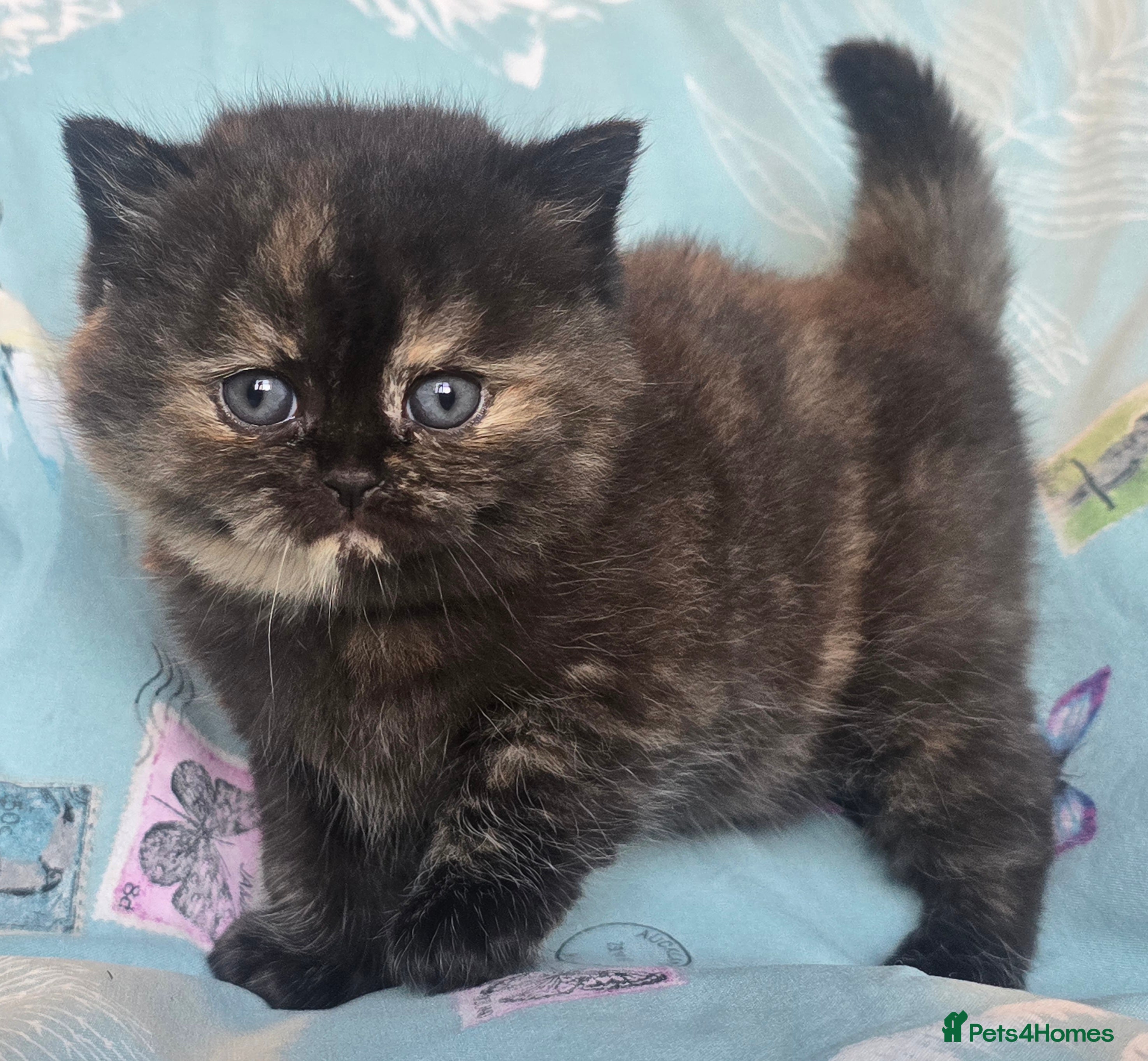 British Shorthair cats ONE GIRL LEFT TICA REGISTERED BRITISH SHORTHAIR - Advert 18