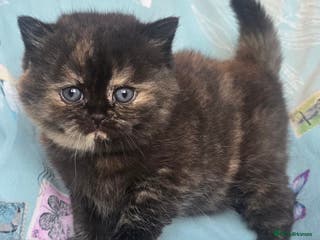 British Shorthair cats ONE GIRL LEFT TICA REGISTERED BRITISH SHORTHAIR - Advert 18