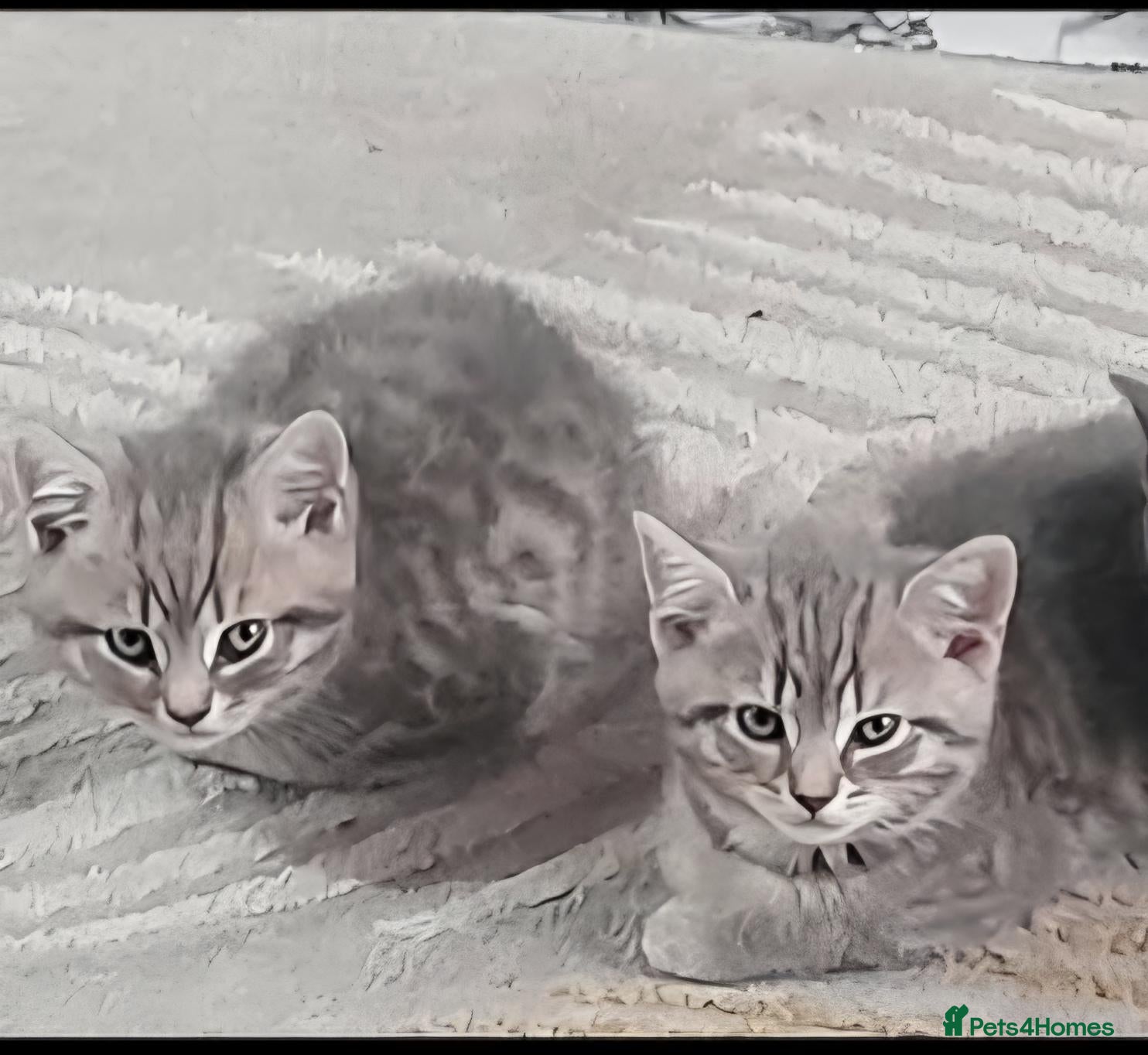 Mixed Breed cats 2 grey Taby cross british shorthair - Advert 14