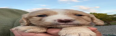 Cocker Spaniel 5
