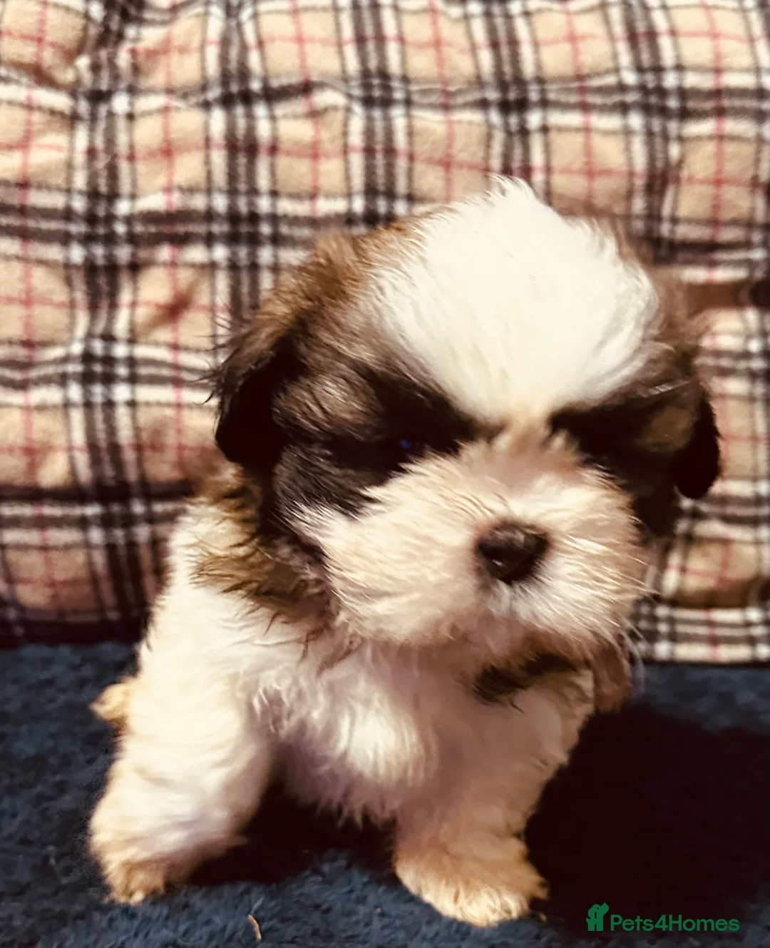 Shih Tzu dogs for sale: Shih tzu puppies ready to go  - Advert 14