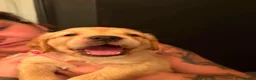 Golden Retriever dogs for sale: 3 beautiful golden retrievers for sale  - Advert 2