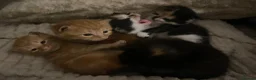 Mixed Breed cats for sale: 5 Adorable kittens and Mummy  - Advert 7