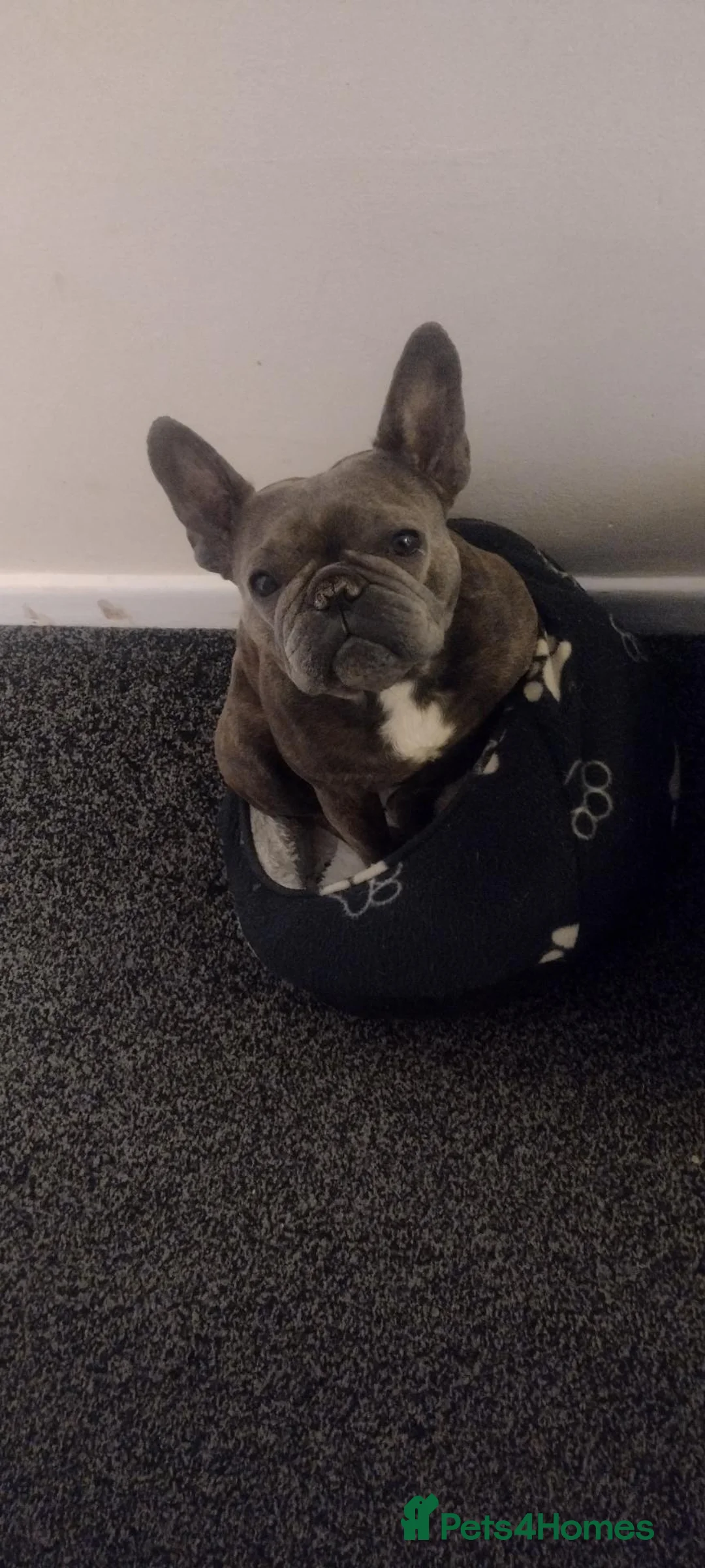 French Bulldog dogs for sale: 4 beautiful French bulldog puppies - Advert 14