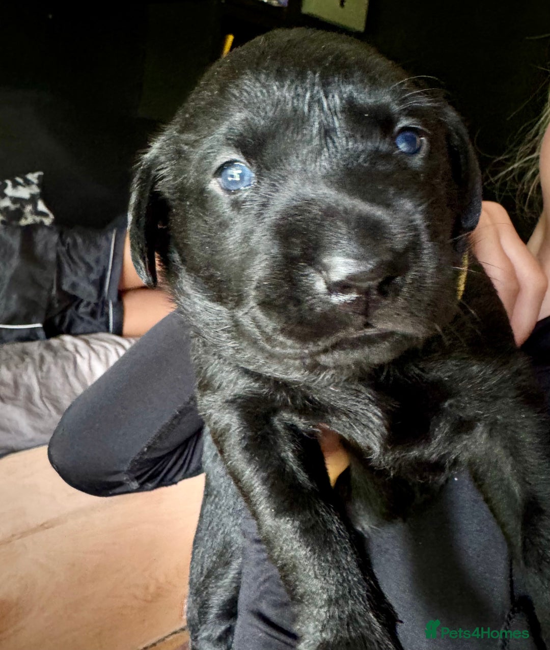 Labrador Retriever dogs for sale: EXCELLENT &UNIQUE LAB PUPPIES AV 12 NOV £1450 - Image 12