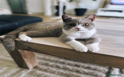 British Shorthair cats for sale: Beautiful BH Bicolour Kittens. Ready now! - Image 26