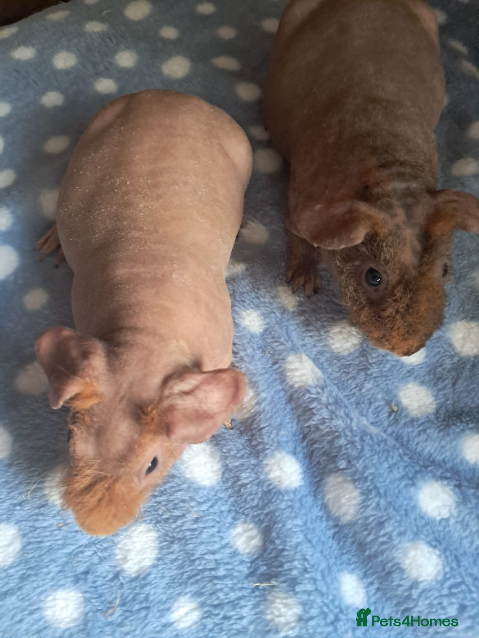 Guinea Pig rodents BEAUTIFUL SELECTION OF SKINNY PIG BOARS - Advert 9