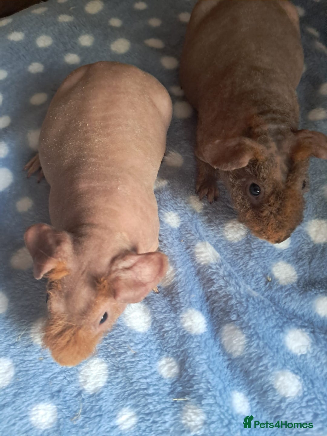 Guinea Pig rodents for sale: BEAUTIFUL SELECTION OF SKINNY PIG BOARS - Advert 1